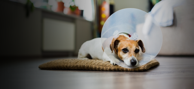 small-dog-laying-down-with-cone-on-head